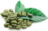 green coffee bean extract chlorogenic acid 10%-50%